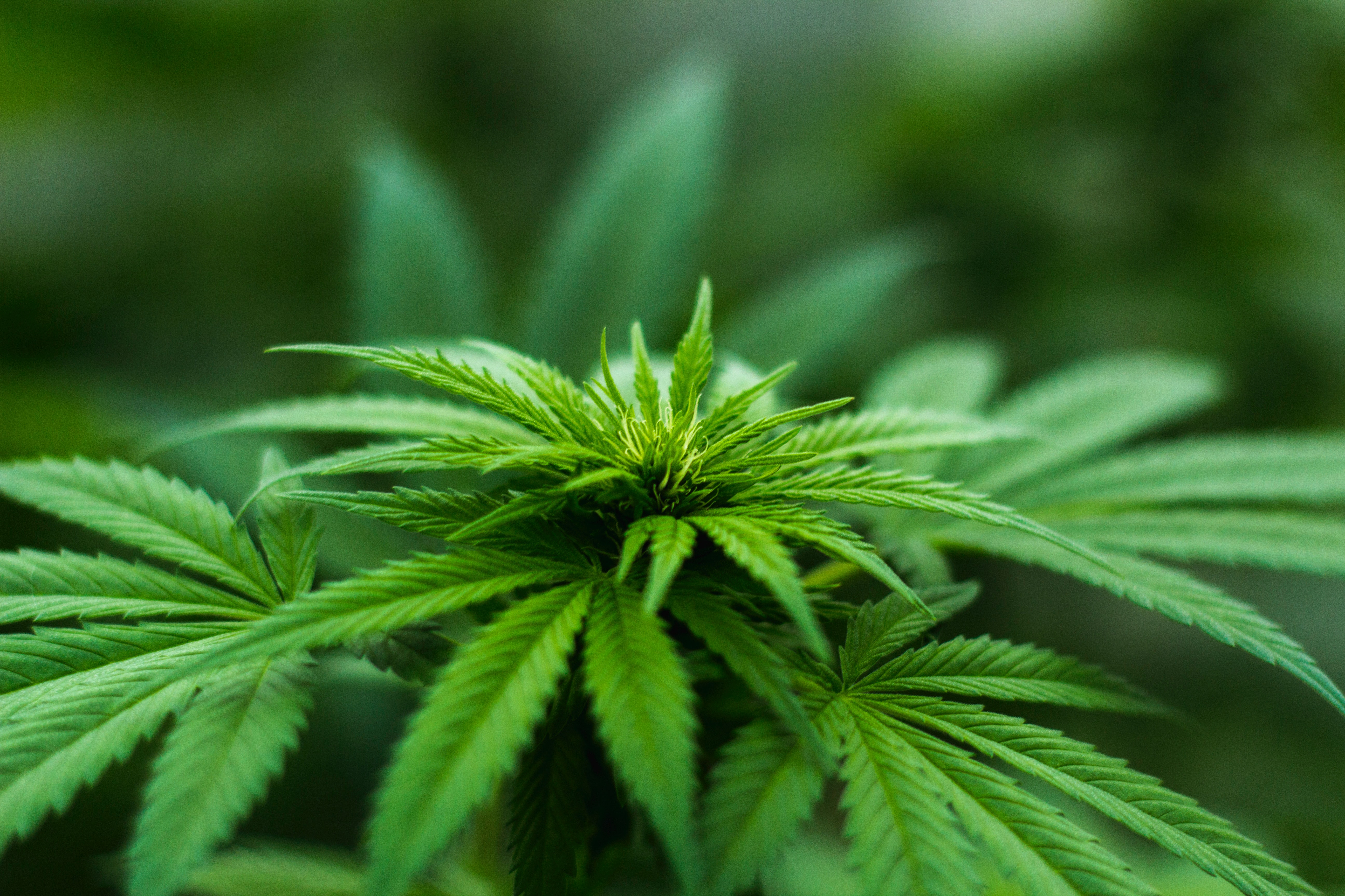 Конопля cannabis марихуана героине йовович пятый элемент